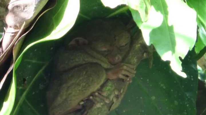 Amazing Creature -Tarsier