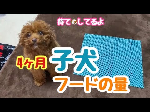 体重1 080ｇ 生後4ヶ月の子犬のフードの量と作り方 トイプードルのサラ Youtube