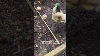 How to Grow Potatoes at Home 🥔 (Beginner-Friendly!)
