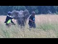 Even if you run fast, a safety distance must be maintained when filming mother elephants with a baby