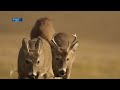ODFW changes Eastern Oregon mule deer hunting units to heard range areas