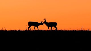 ODFW changes Eastern Oregon mule deer hunting units to heard range areas