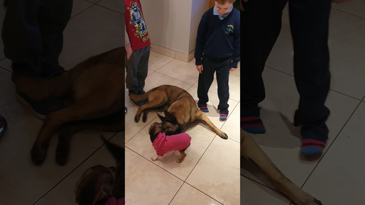 Belgium malinois vs chihuahua YouTube