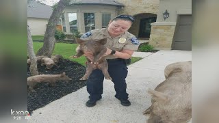 Tasty treats help lure pigs back home in Cedar Park