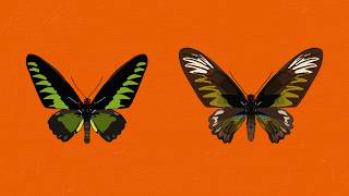 Insect Drawing | Episode 7 🦋