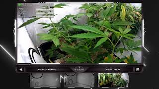 🔴 From Seed to Bud: Join our Continuous Grow Show - Legal Live Cannabis Cultivation around the Cl…