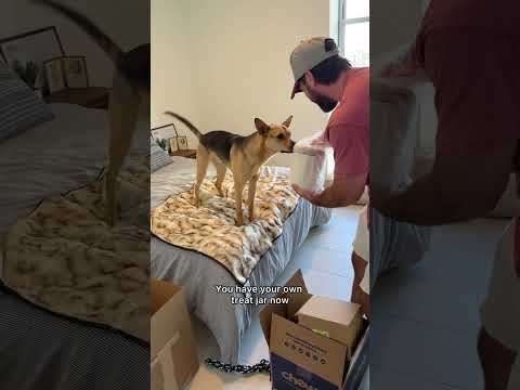 Rescue puppy gets bedroom glow up