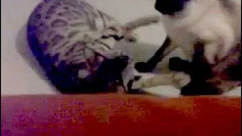 Watch the video about 2 year old Bengal and 13 year old Siamese play fighting