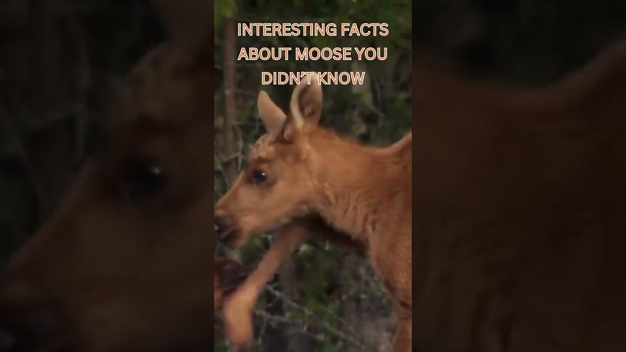 Film backdrop image for Interesting Facts About Moose You Didn't Know wildlife documentarychannel (2024)