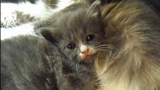 Miracle Easter Kitten