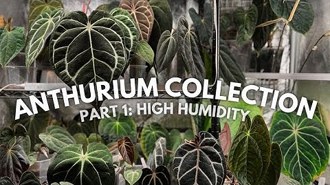 Anthurium collection PART 1: plants growing in greenhouse environments
