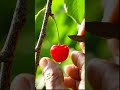 Cherry 😱 cutting🔪 satisfying shorts AI fruit Cutting🔪🍒#shorts #CherryCutting #ASMR #Satisfying#fruit