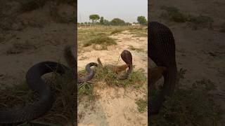 king cobra nag vs mongoose rally fight