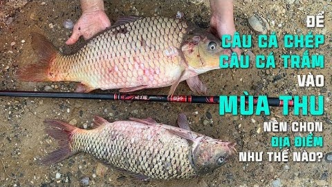Mồi Câu Cá Trắm, Cá Chép Vào Mùa Thu, Cách Chọn Điểm Câu Phù Hợp | VIETNAMFISHING