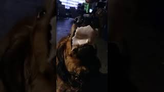 Dachshund Slomo Eating