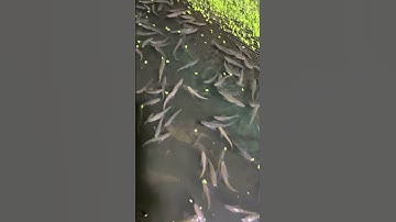 Mô hình nuôi cá lòng tong xen cá bống tượng nuôi vỗ béo tầng đáy hiệu quả,lấy ngắn nuôi dài #fishing