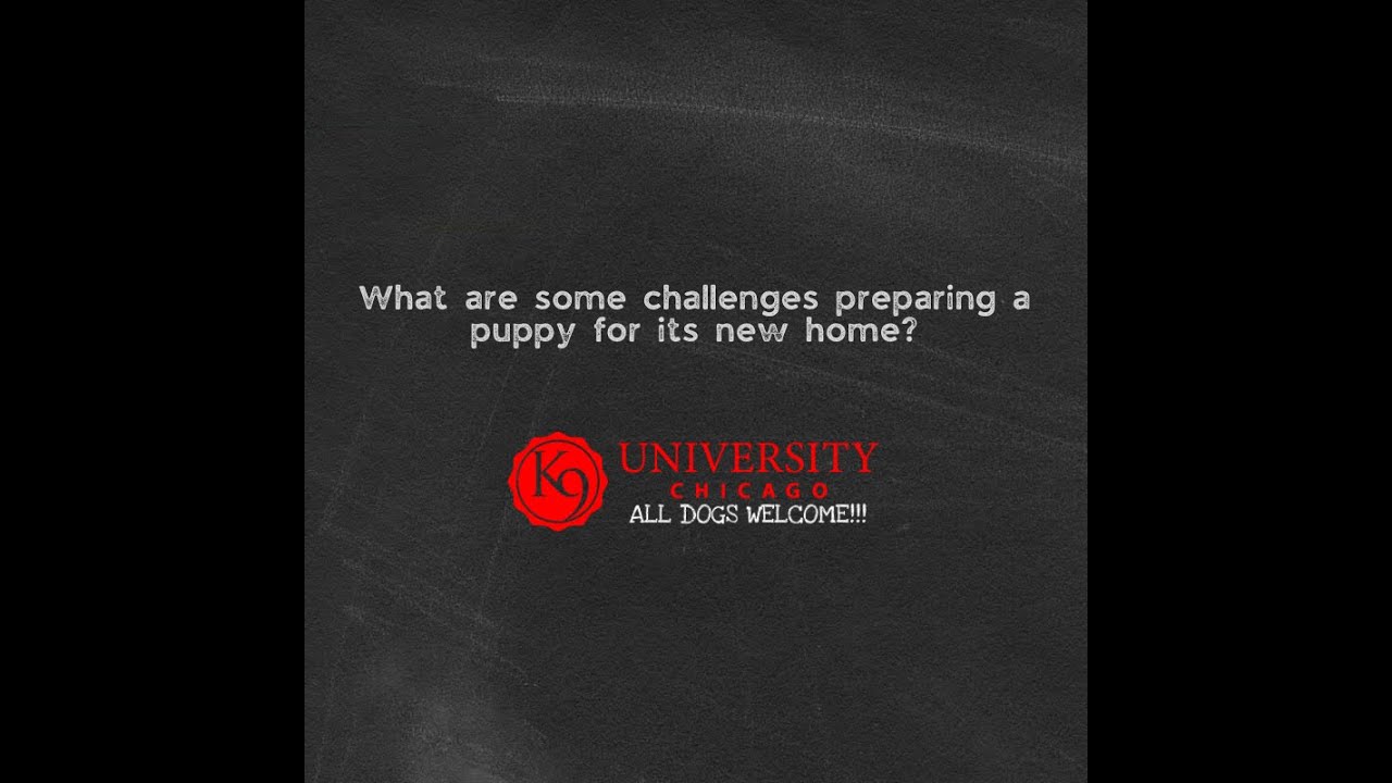 Preparing Your Puppy for Home: What Most People Get Wrong | K9U Chicago