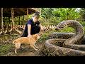 72 Hours of Terror: Giant Python Ambushes Puppy on the Farm | Brave Rescue Begins!