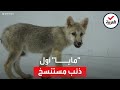 بعد عملية استغرقت عامين شاهد مايا أول ذئب بري قطبي مستنسخ 