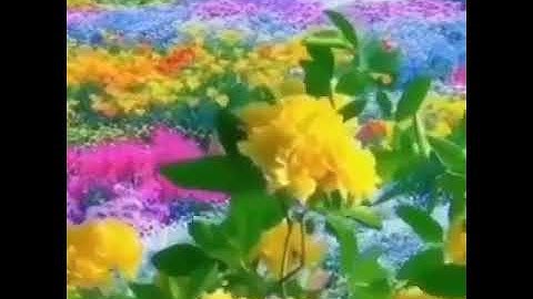 القارئ. سعود الشريم