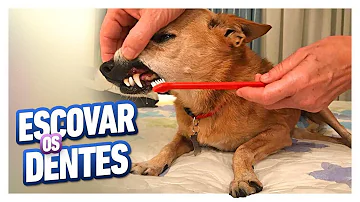 Como limpar dente de cachorro bravo?