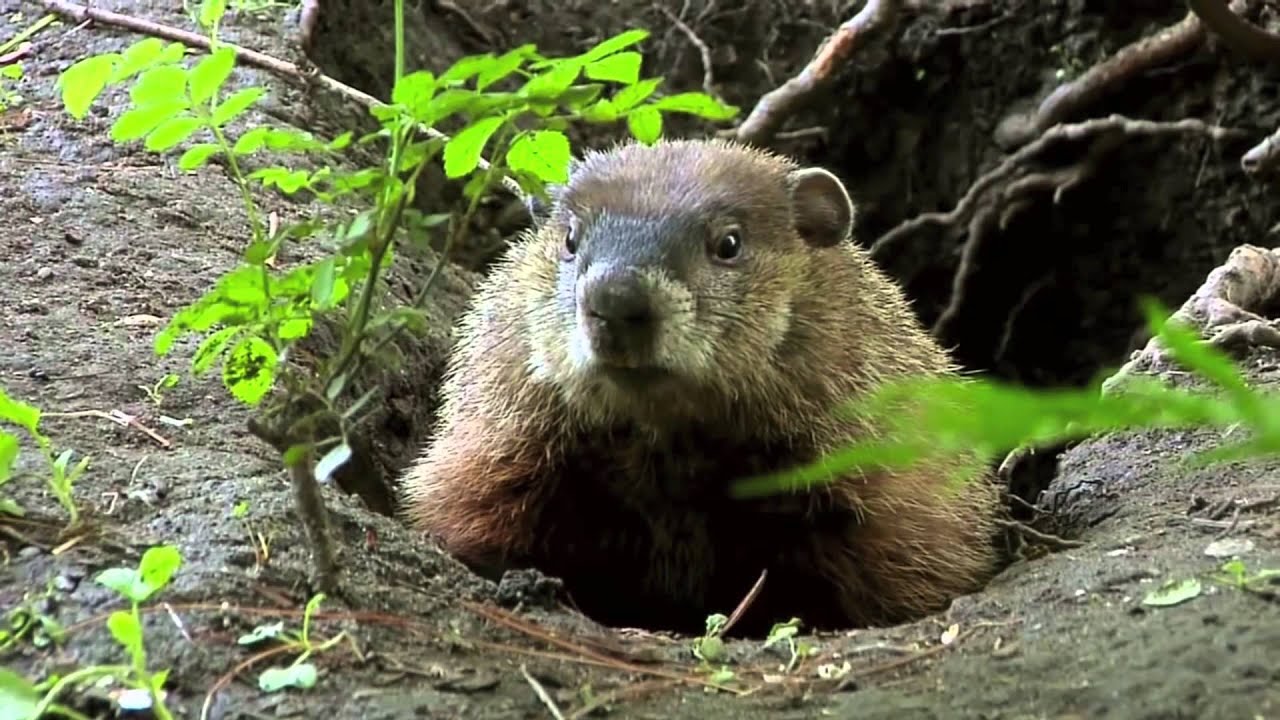 Picture Of A Groundhog 7