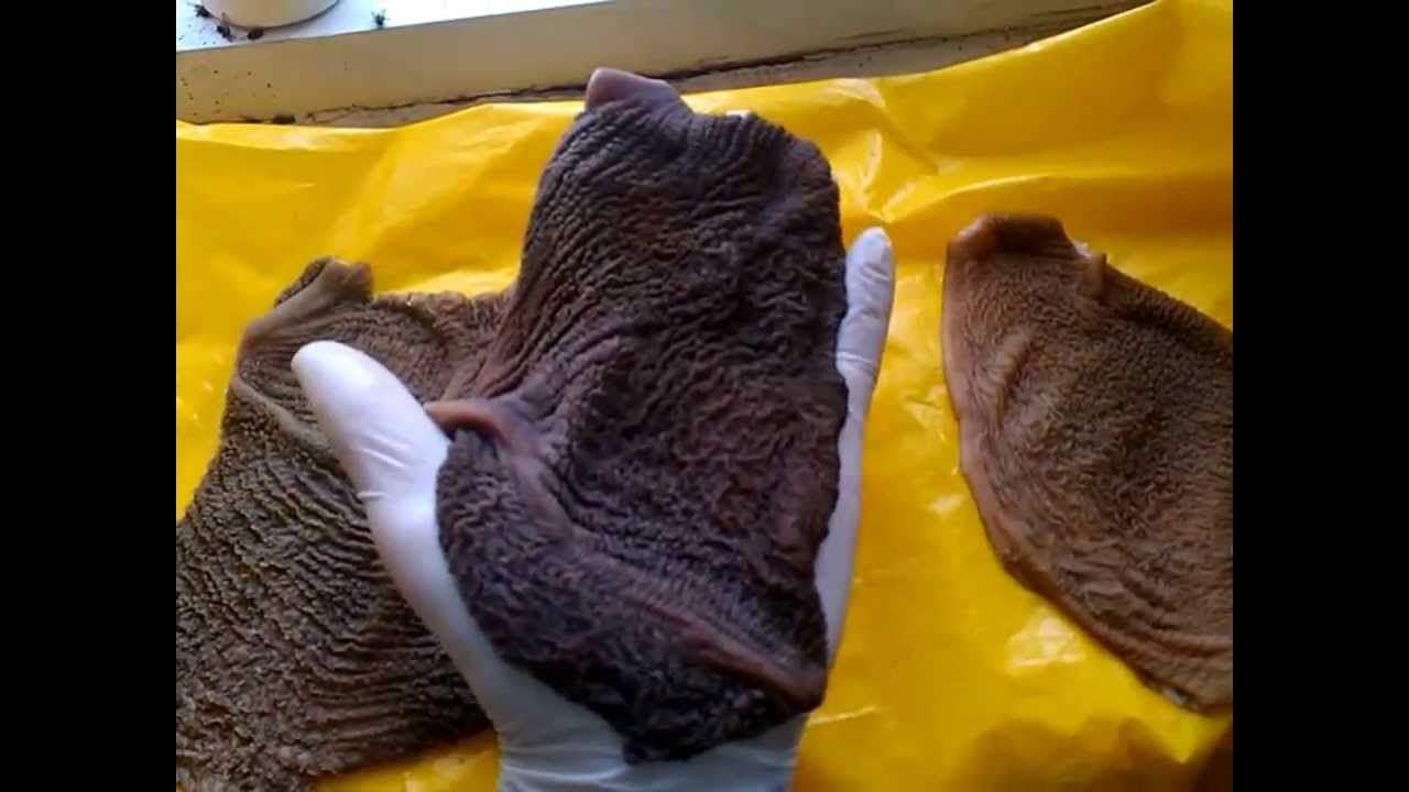 Теленок скрипит зубами причина