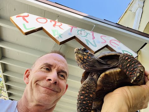 Βίντεο: Η σωστή στέγαση και η φροντίδα των χελωνών του Pet Box