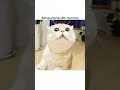 jisko bhi doge tum saara ❌#cat #funny #aestheic #relatable #shortvideos #popular #cute #sadquotes