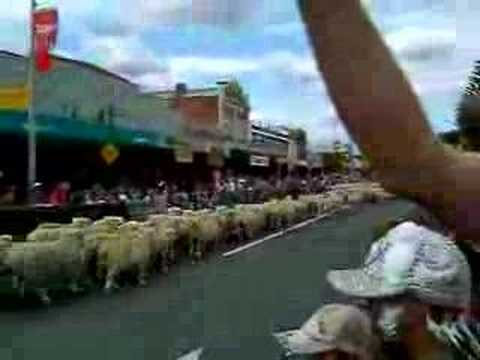 วีดีโอ: เรียกร้องให้ Ewe เปิด 'Running Of The Sheep' ของ N.Z