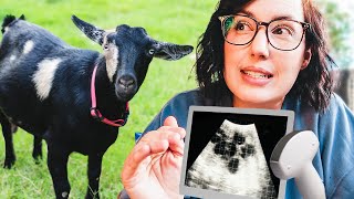 FINAL PREGNANCY ultrasounds for the miniature goats! (let's count babies )