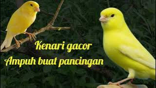 Kenari gacor ampuh buat pancingan