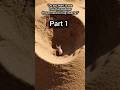 The Sand Pit That Becomes a Death Trap 😱 #shortvideo #shorts #short #facts #animals #amazing