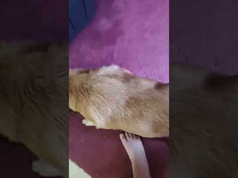 Happy dog