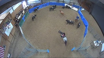Big Sky Ranch Sorting Saddle Series Finals - #3 - Round #2 - Ride #9