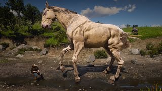 Red dead redemption 2 | Cowgirl's Horse Taming Job | Taming Giant Dutch WarmBlood Horse screenshot 4