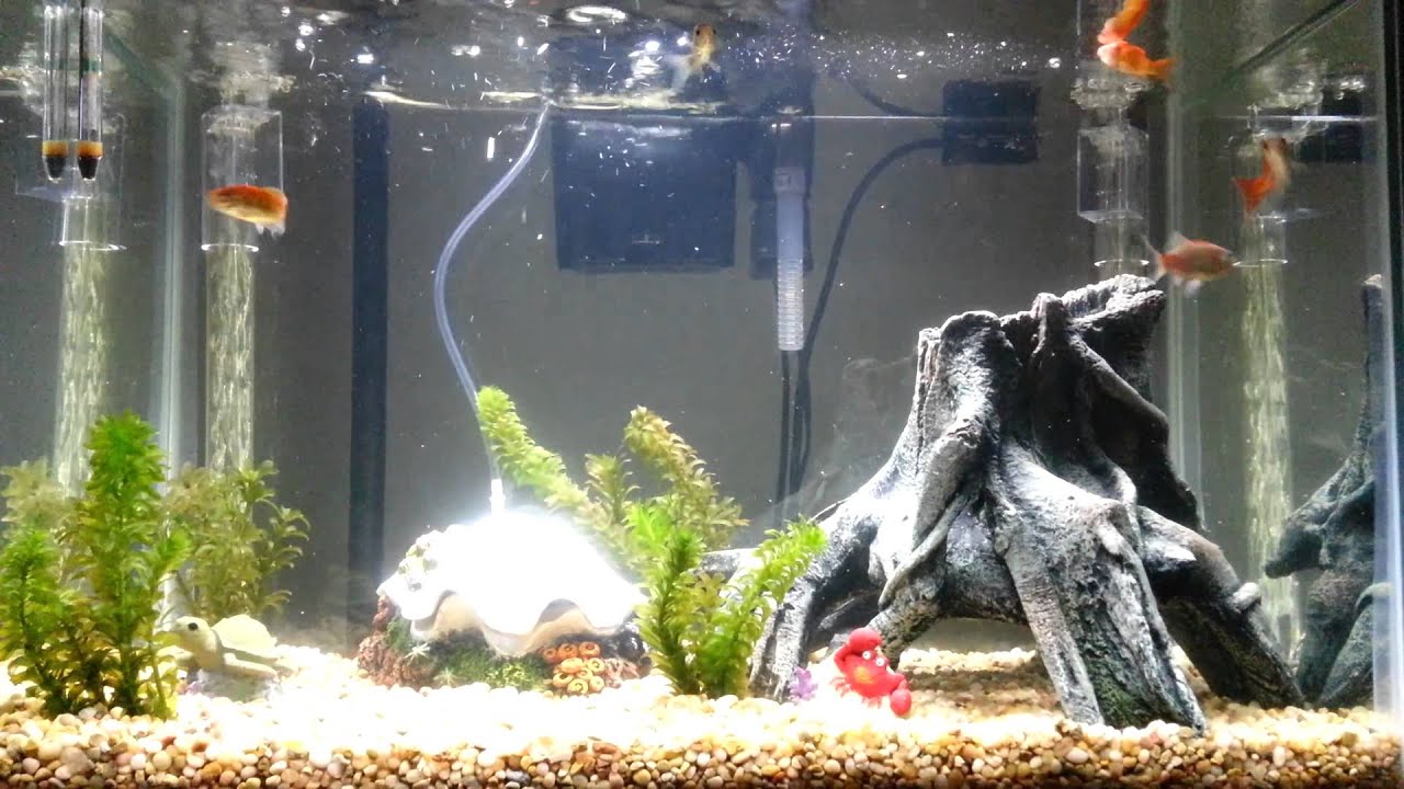 Fish tank clam bubbles YouTube