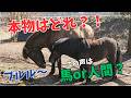 クイズ本物はどれ？！馬のマネをして会話に参加してみました～、わかるかな～？