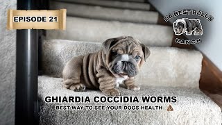 DaBestBulls Ep 21  Best Dog Health indicator  Ghiardia Coccidia Worms  Bloodlines and more