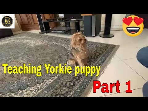 تصویری: نحوه آموزش Yorkies