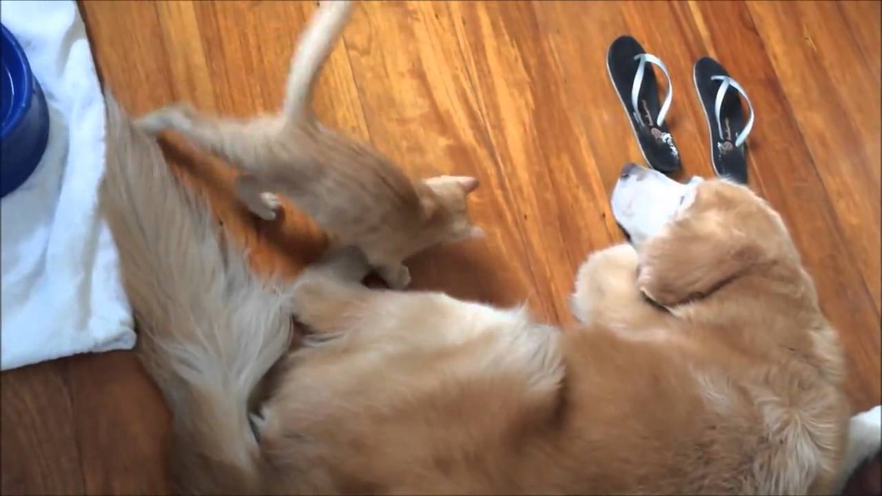 MON CHIEN, MON AMI… YouTube