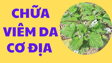 Chữa viêm da cơ địa - Cây vòi voi | Mẹo chữa bệnh