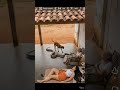 Mis perros vieron una gran boa constrictor entrar a nuestra casa mientras dormíamos. #shortsfeed