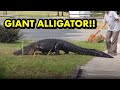 Okefenokee Swamp, Georgia (Alligator Encounters) Pt.1