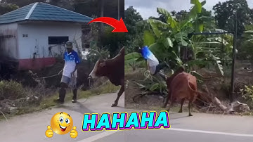 hài giải trí p43:những khoảnh khắc hài hước đáng yêu của thế giới động vật