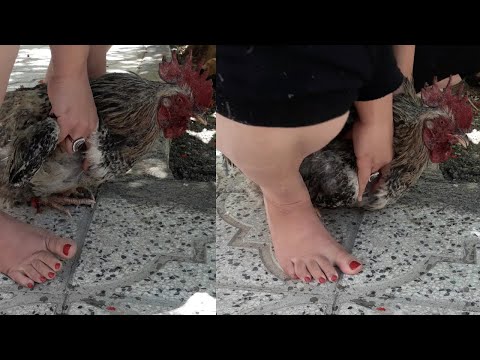 woman butcher rooster/ professional educational video