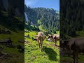 حالات واتس اب منوعة الطبيعه مع ابقار هولندا 