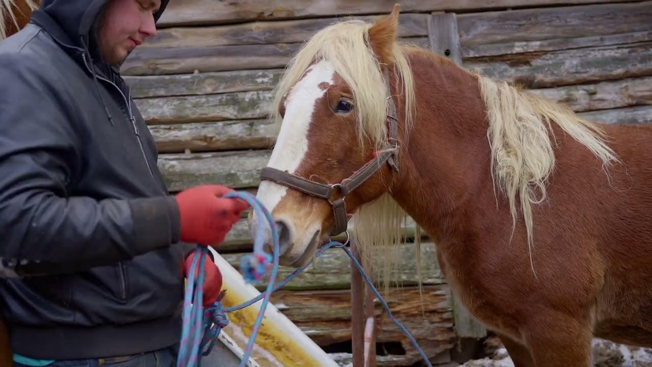 Odsadzanie źrebiąt w Borowskich Ciborach Czy dzisiejszy dzień pójdzie zgodnie z planem