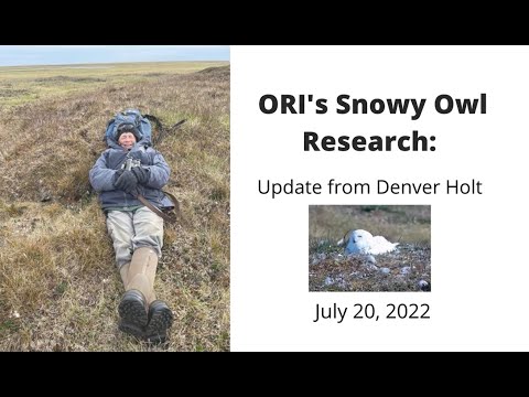 July 20, 2022: Update from Denver Holt on ORI's Snowy Owl Research and Live Cam