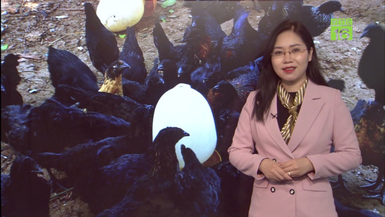 Giống gà H